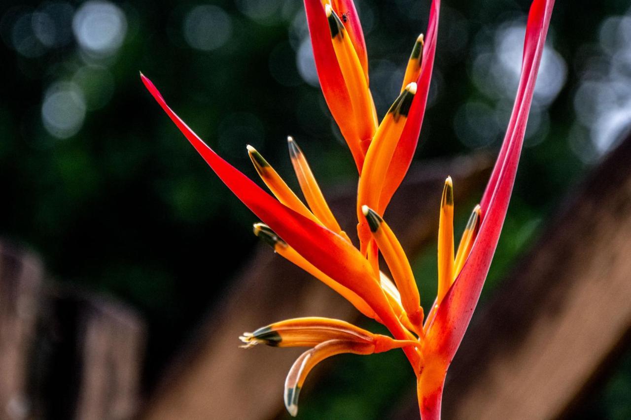 Pousada Flor De Lis Ilha Grande  Екстериор снимка